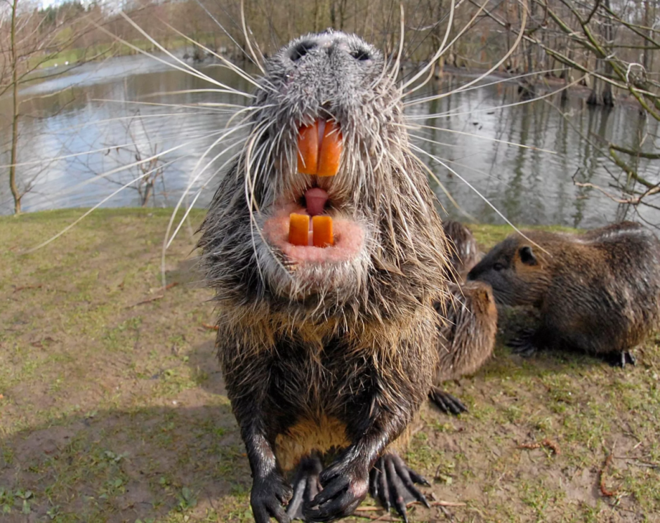 Нутрия и бобер