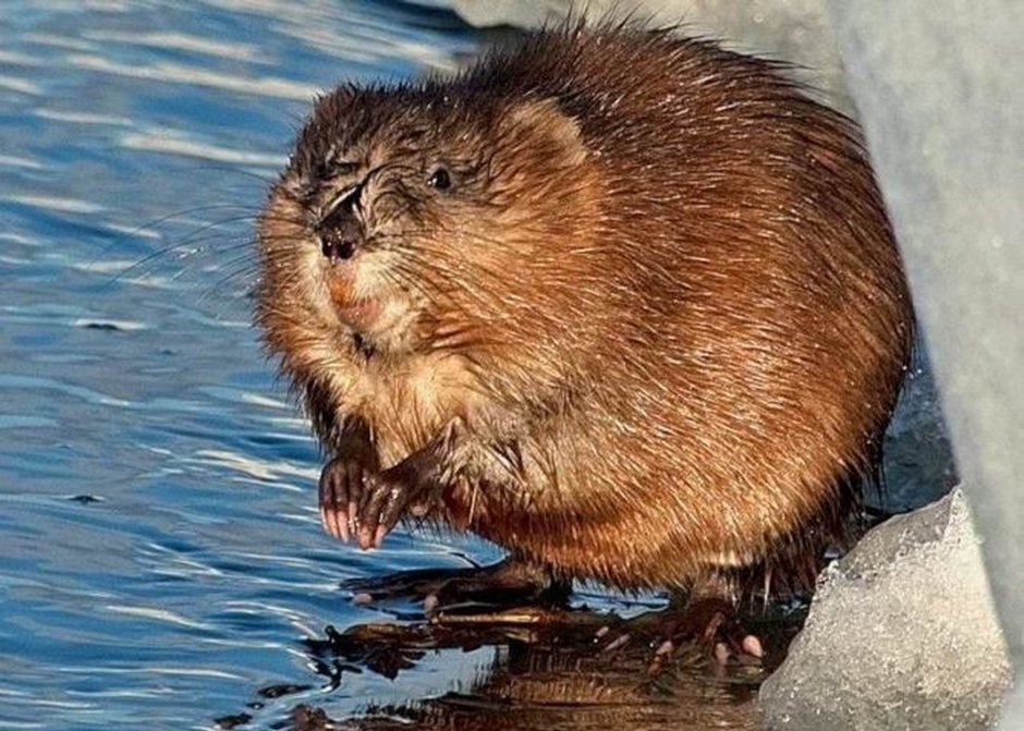 Король ондатра