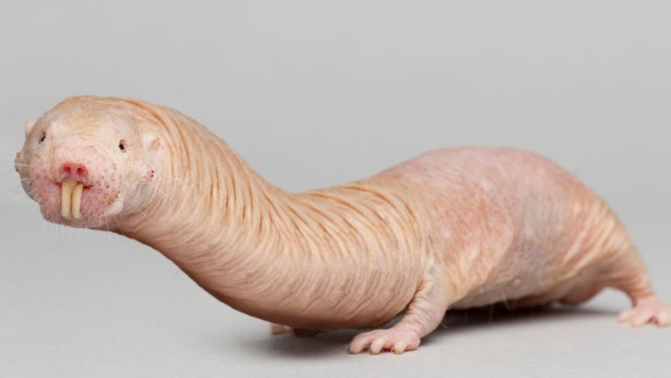 Нутрия белая