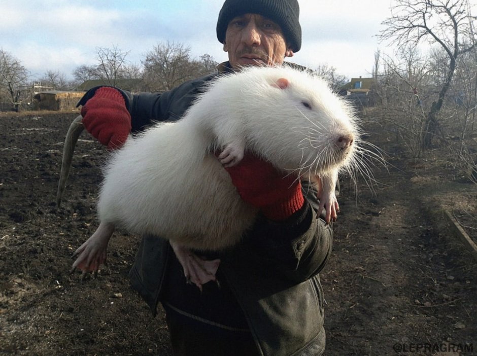 Канадский Бобр (Castor canadensis)