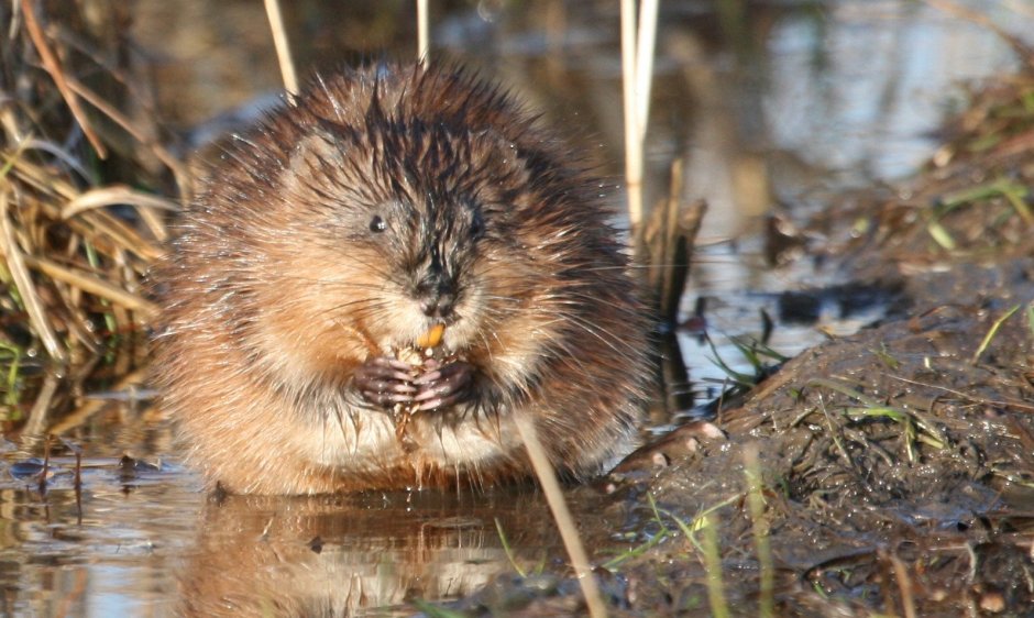 Бобер смешной