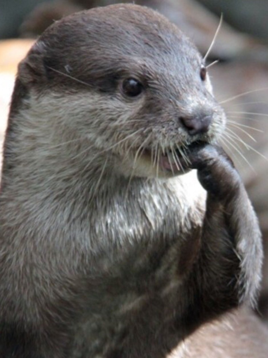 Нутрия и бобер