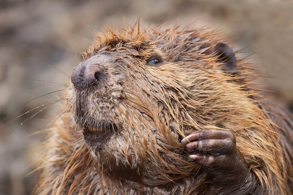 Смешные бобры