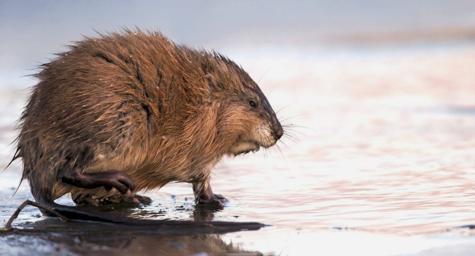 Смешные бобры