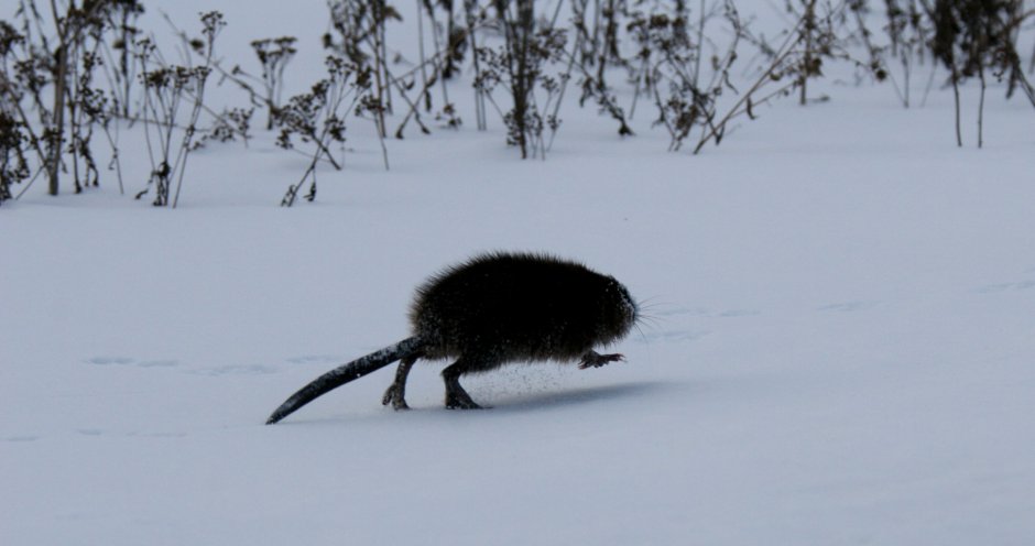 Кабанский заказник ондатра