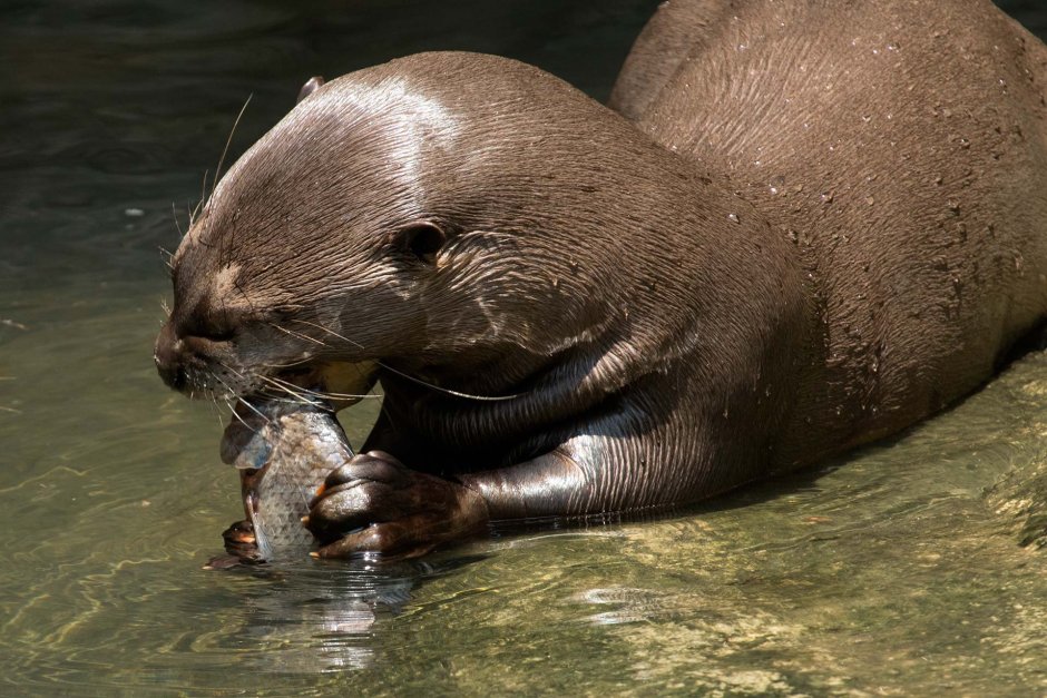 Гигантская Амазонская выдра