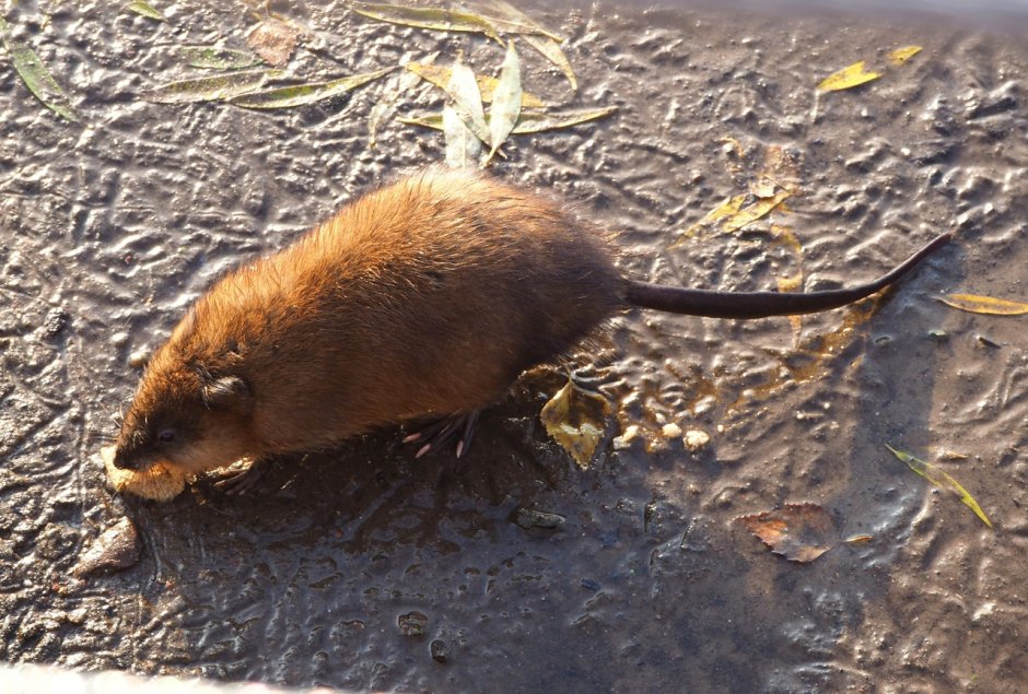 Русская выхухоль Desmana moschata