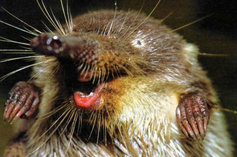 Грызун с плоским хвостом