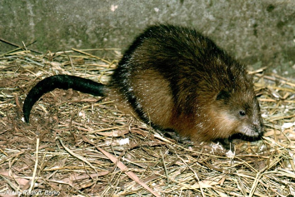 Землеройка слепыш