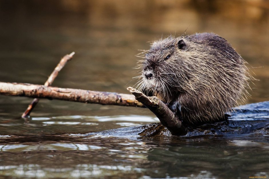 Среднеазиатская выдра