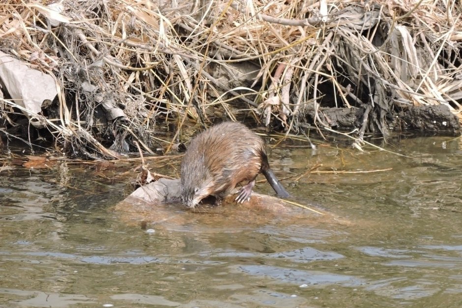 Лысая ондатра