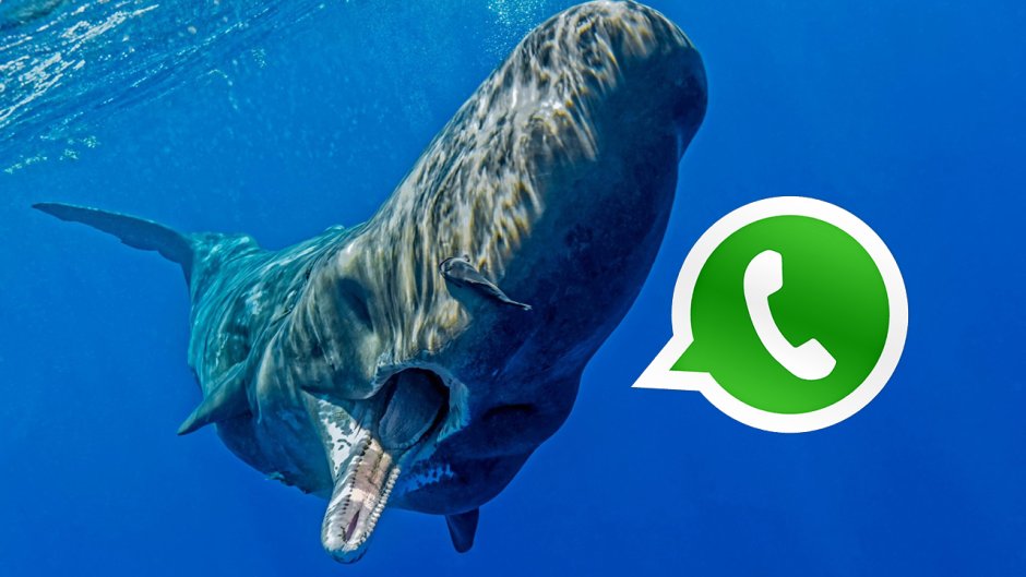 Кашалоты в Средиземном море