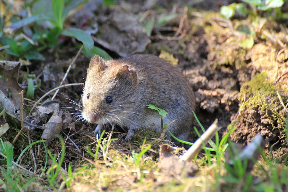 Полёвка рыжая – Myodes glareolus