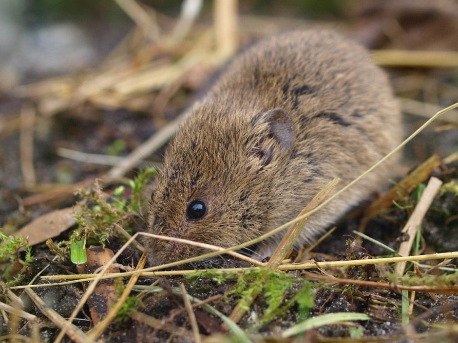 Обыкновенная полевка Microtus arvalis