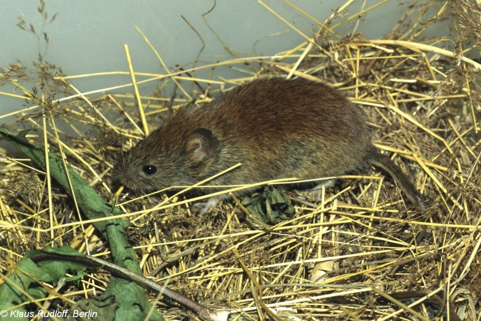 Обыкновенная полевка Microtus arvalis