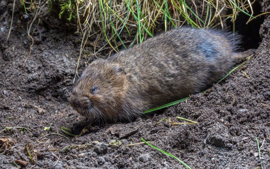 Rodentia, Cricetidae, Sigmodontinae