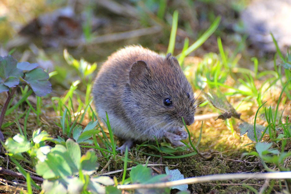 Apodemus uralensis