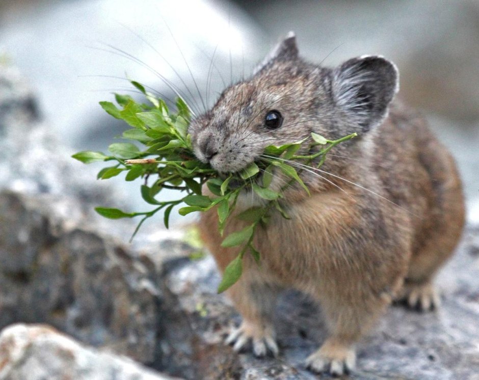 Ellobius talpinus