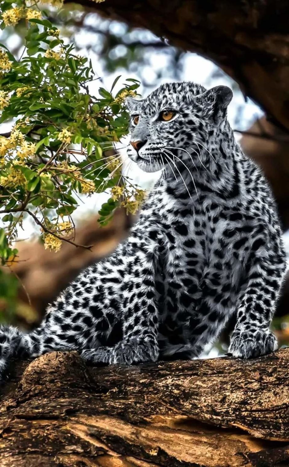Красивые аватарки животные