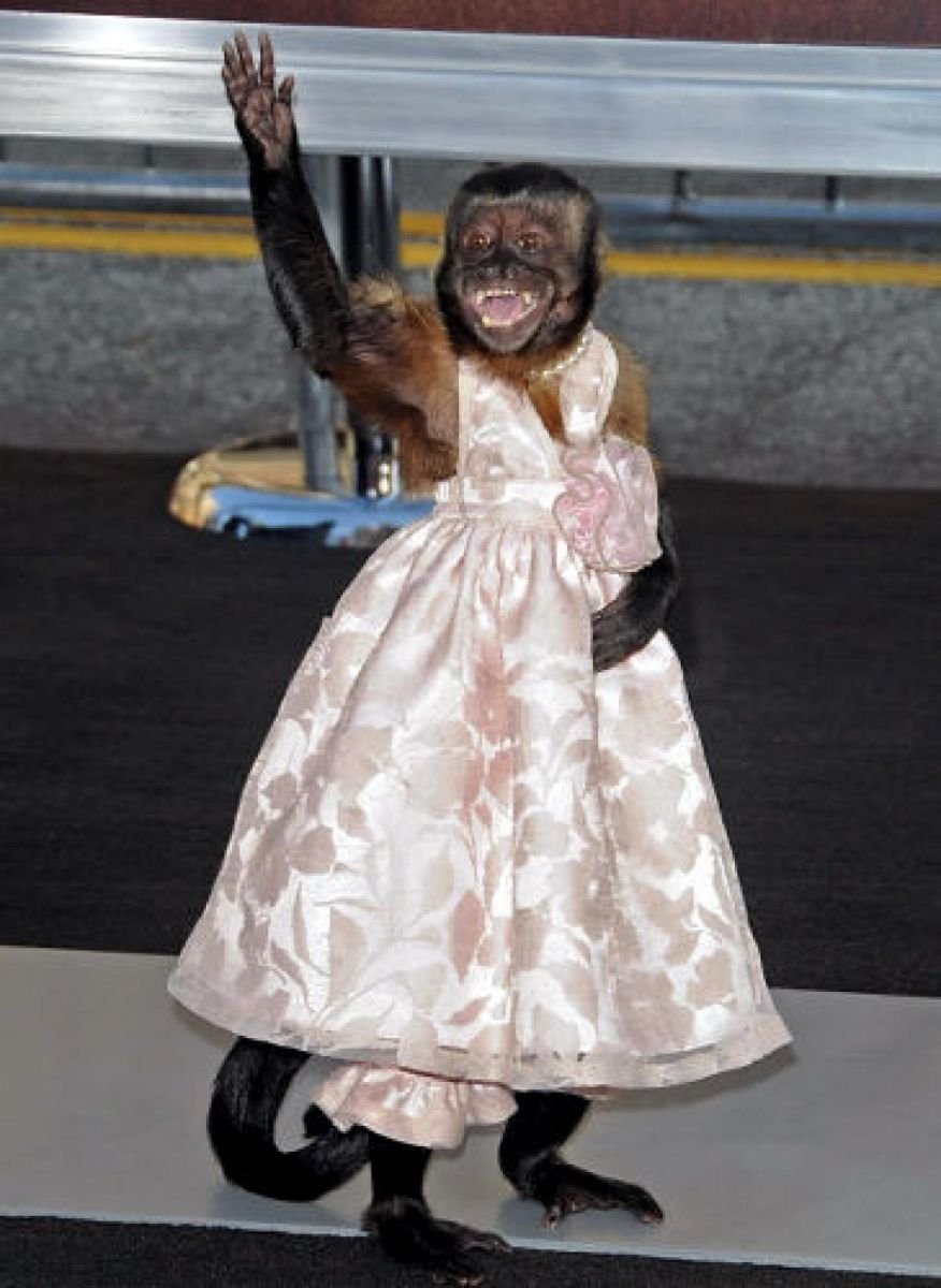 Обезьянка в платье