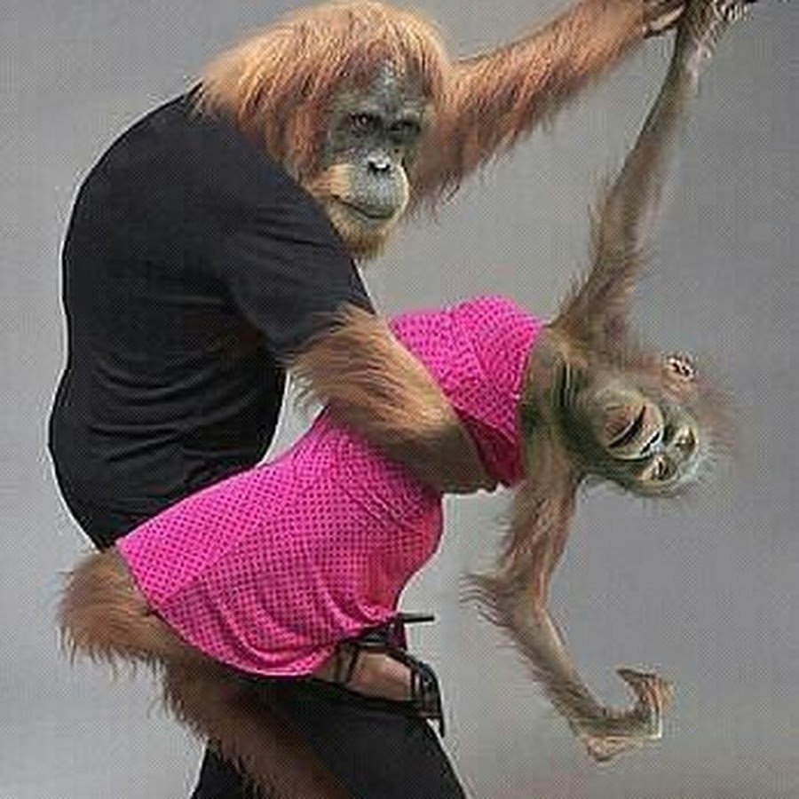 Танцующие животные