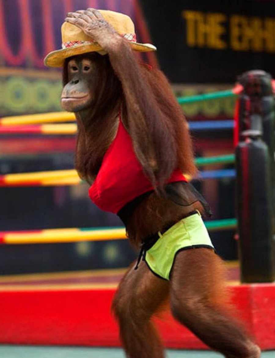 Шимпанзе в одежде