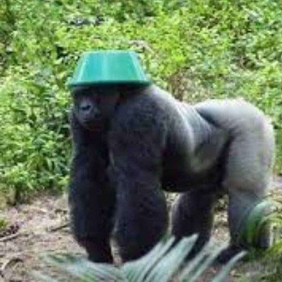 Горилла долбится в дверь