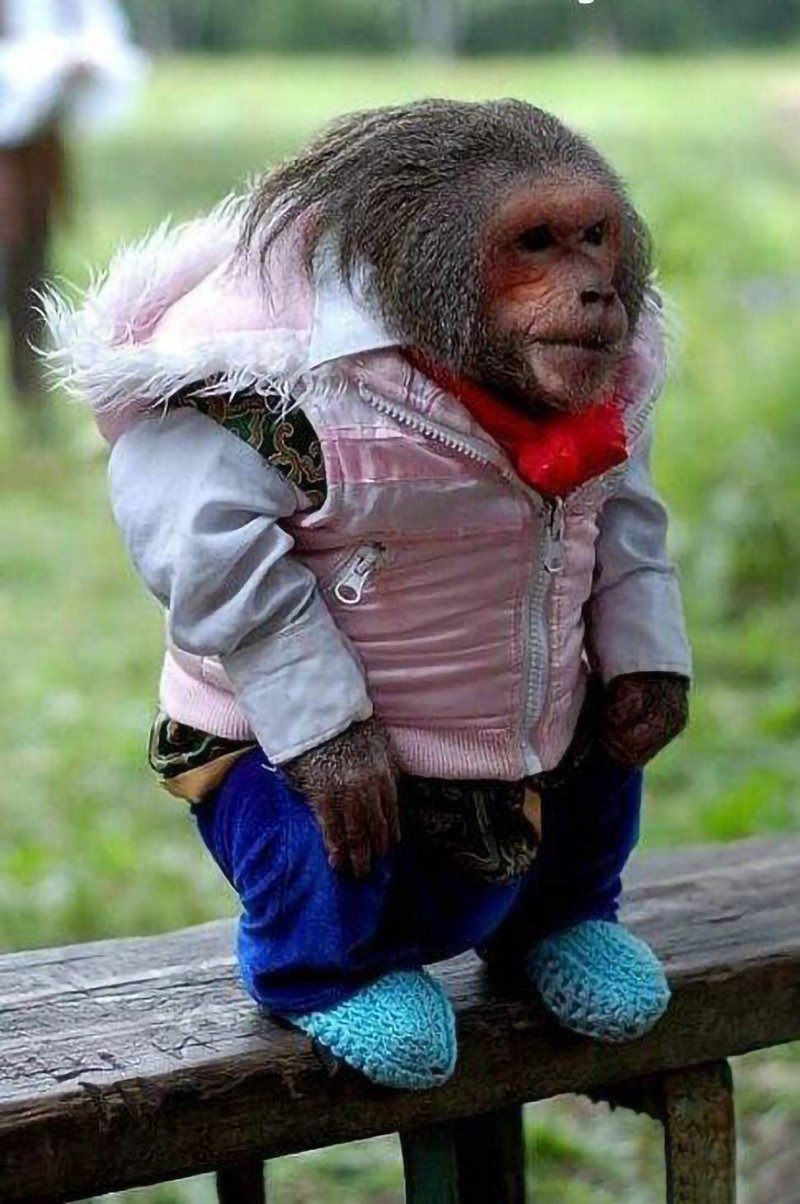 Обезьянка в одежде