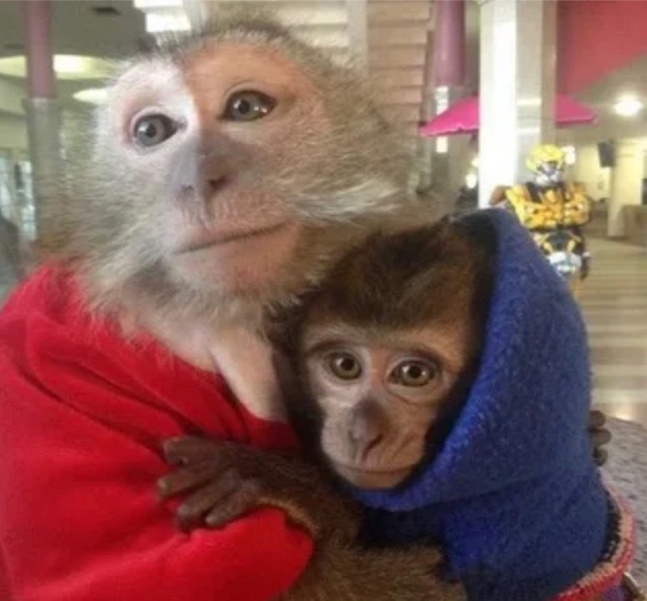 Обезьянка в одежде