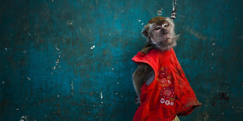 Обезьянка в Красном платье