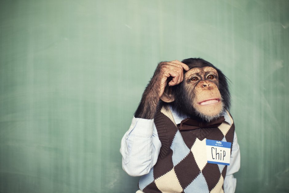 Шимпанзе учёный