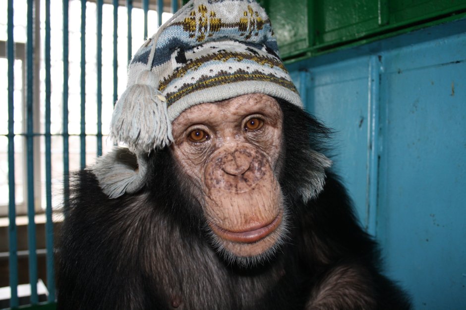 Обезьяна в шапке