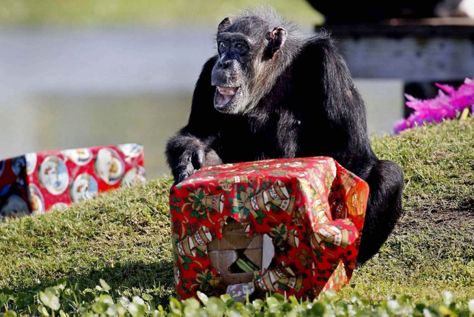 Обезьяна с подарком