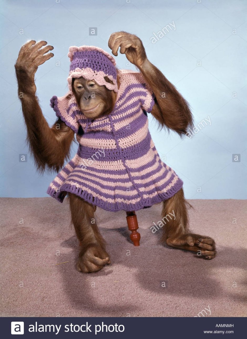 Мартышка в одежде