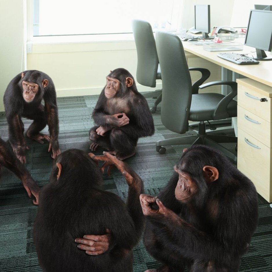 Совещание обезьян