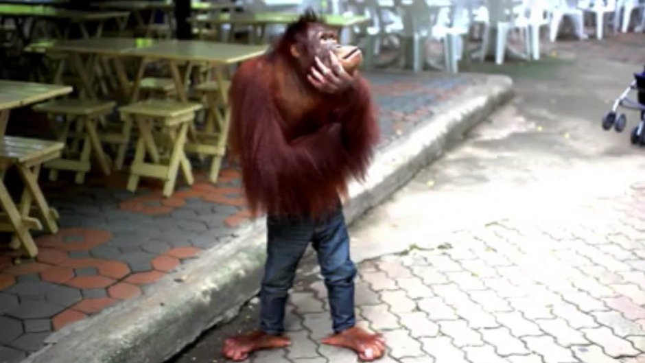 Обезьяна в джинсах