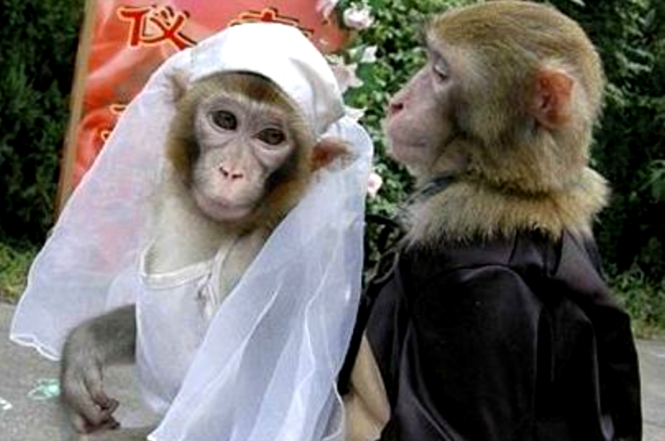 Свадьба обезьян