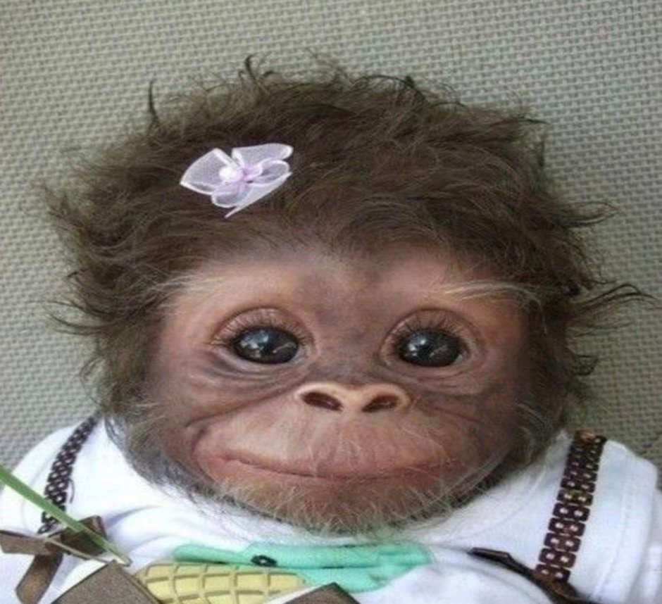 Обезьяна в человеческой одежде