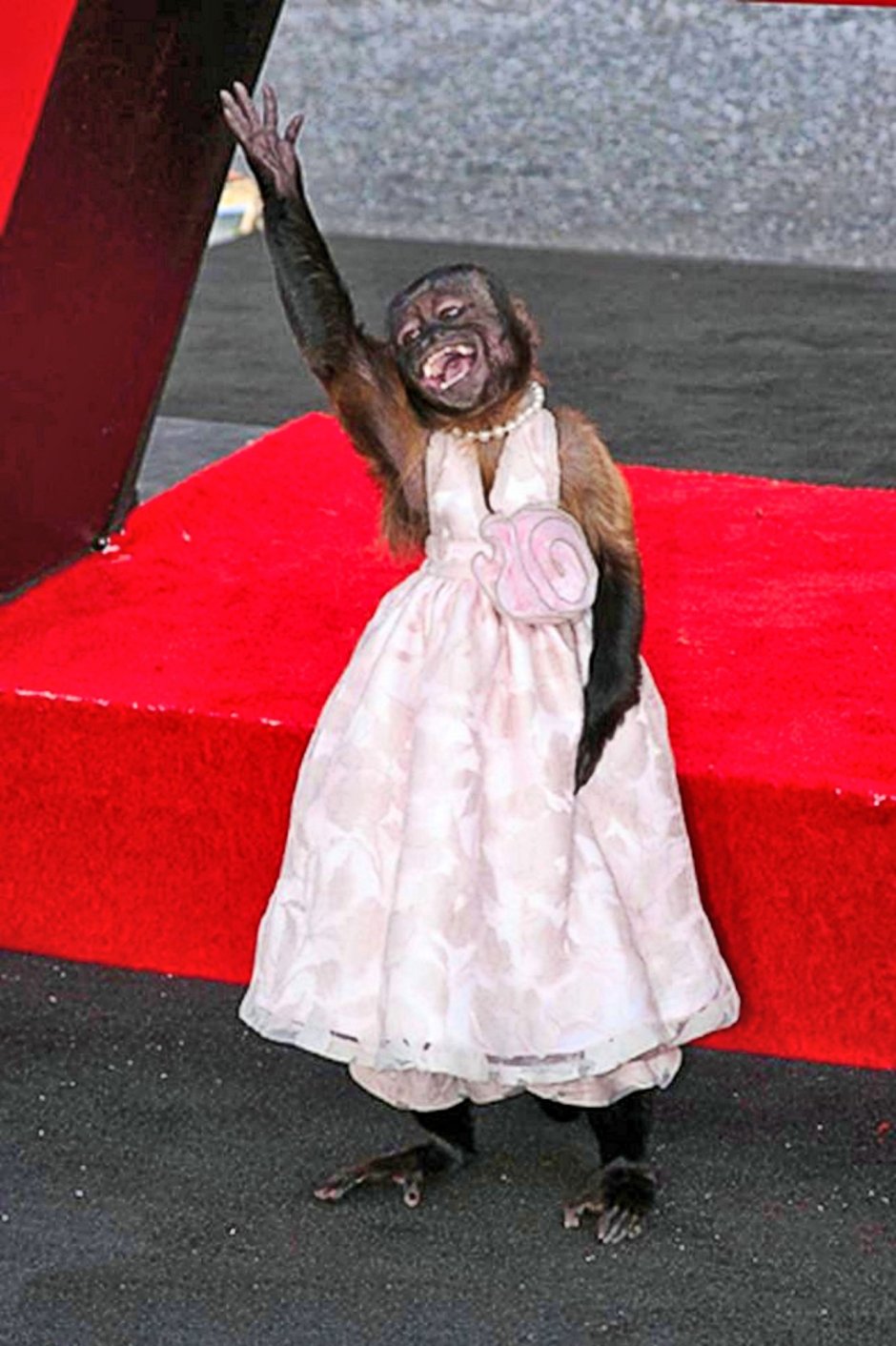 Обезьяна в Вечернем платье