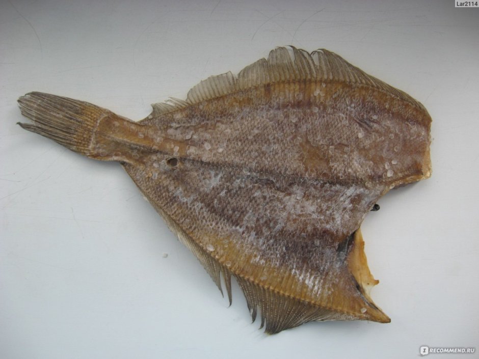 Морской ёрш камбала
