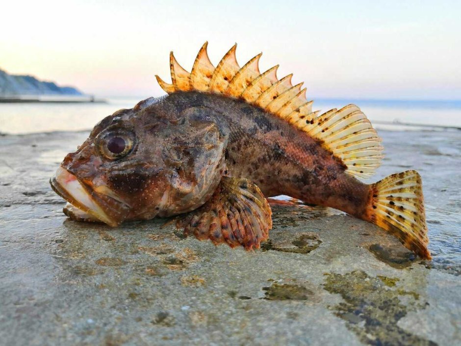 Морской Ерш скорпена черное море