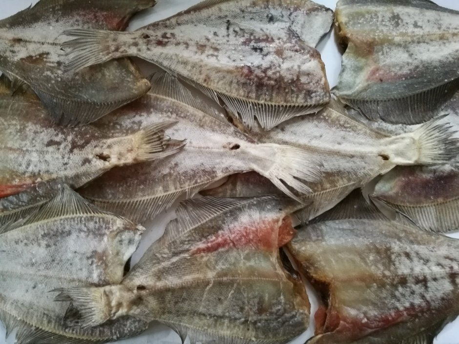Ёрш рыба морской Мурманский