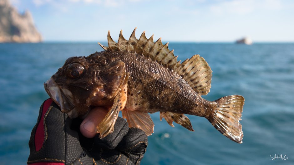 Морской ёрш камбала
