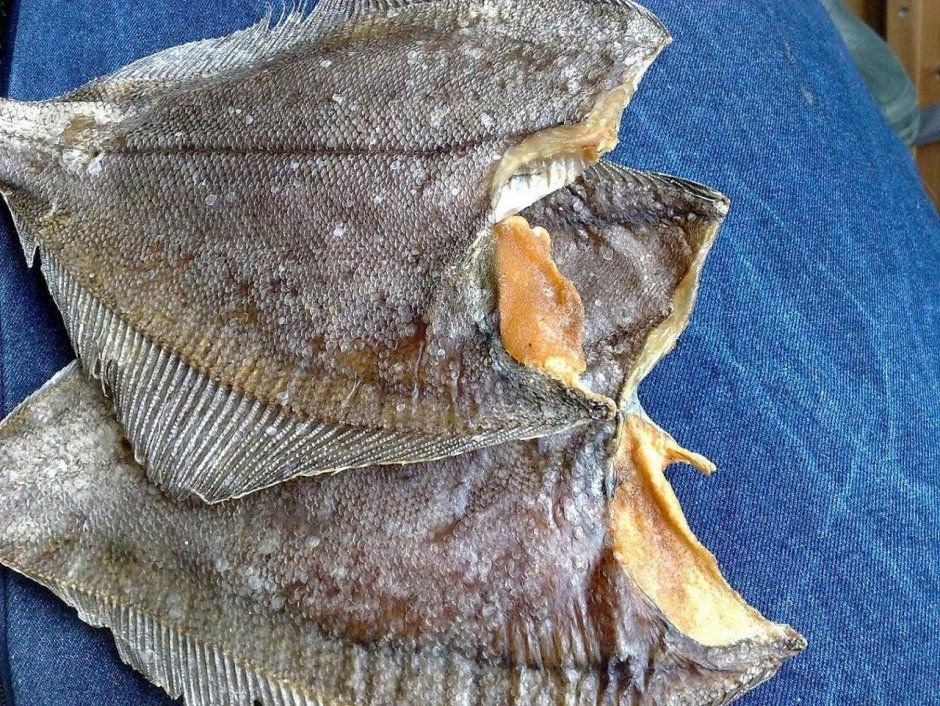 Морской Ерш Дальневосточный