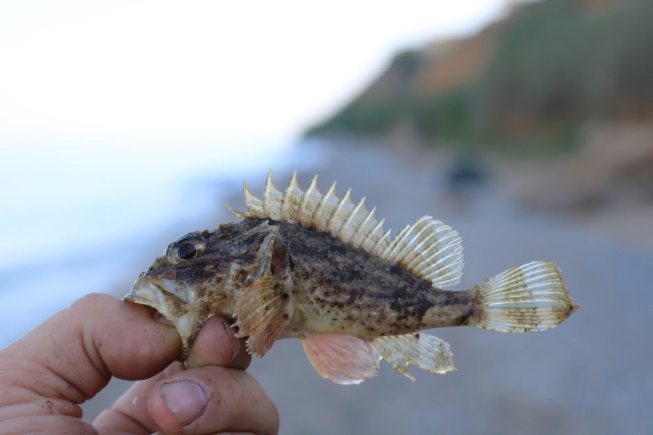 Морской Ерш скорпена Черноморский