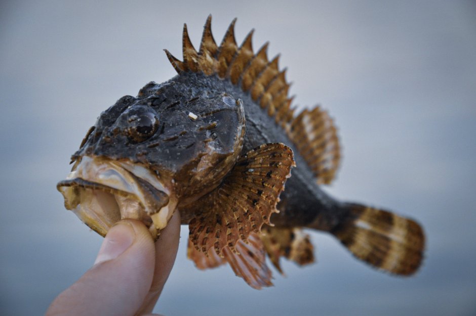 Морская камбала (pleuronectes platessa)