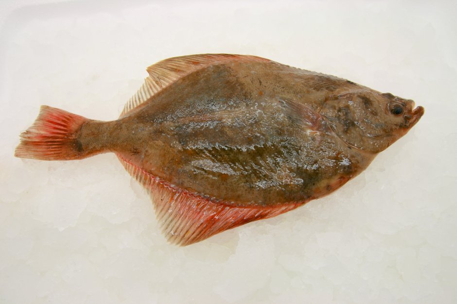 Морской Ерш скорпена Черноморский