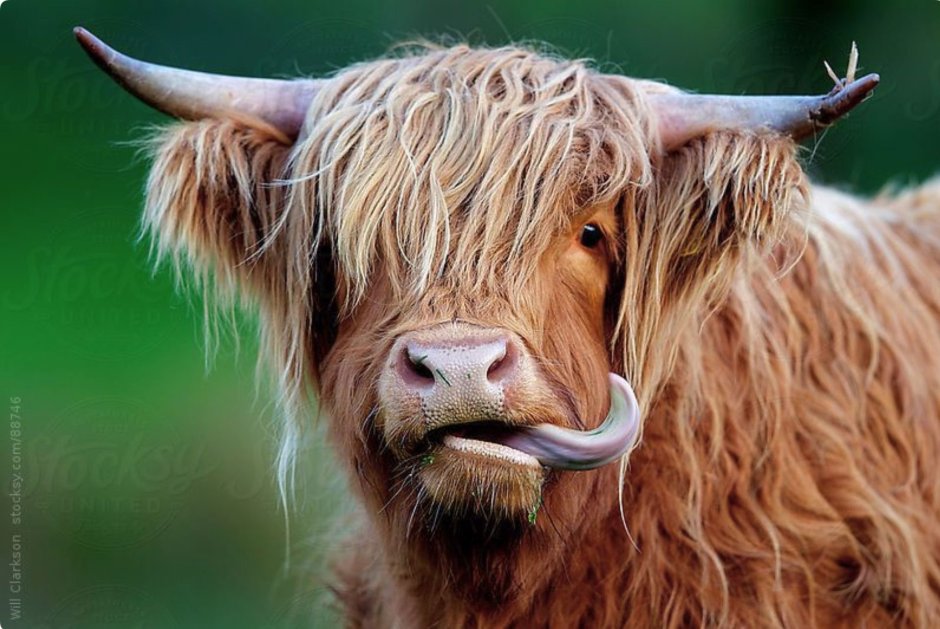 Scottish Highlands Cows