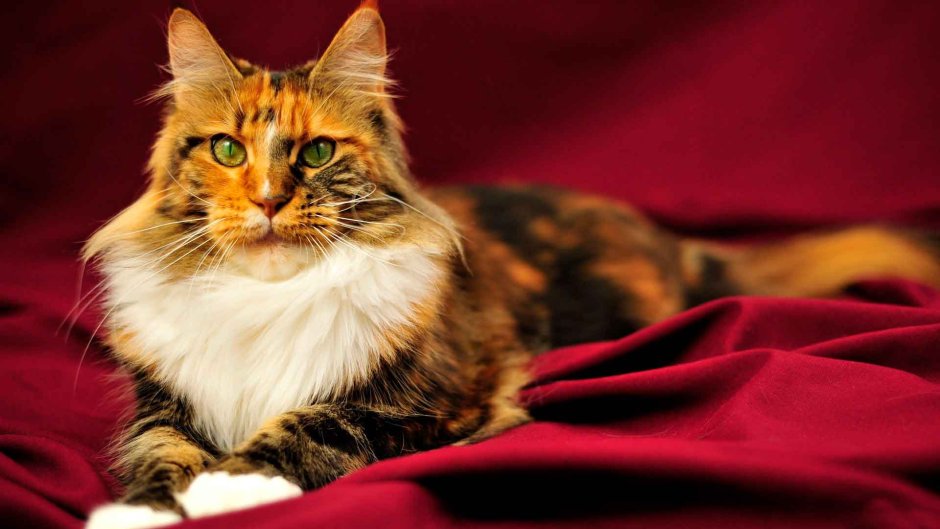 Фото красивых котов