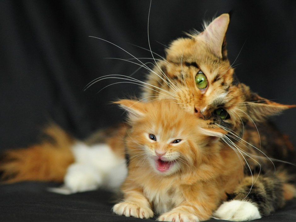 Кошка Мейн кун с котятами